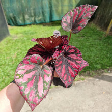 Load image into Gallery viewer, #141 Begonia unknown