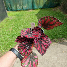 Load image into Gallery viewer, #141 Begonia unknown