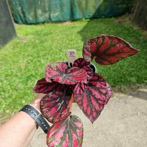 #141 Begonia unknown