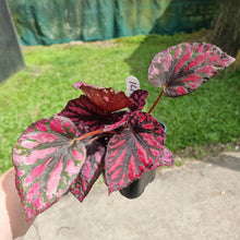 Load image into Gallery viewer, #141 Begonia unknown