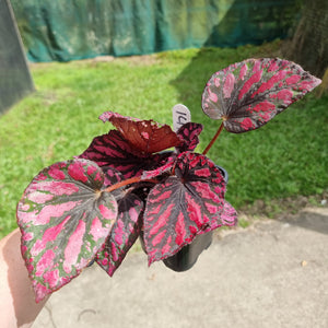 #141 Begonia unknown