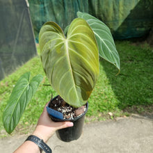 Load image into Gallery viewer, #226 Philodendron Glorious