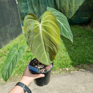 #226 Philodendron Glorious
