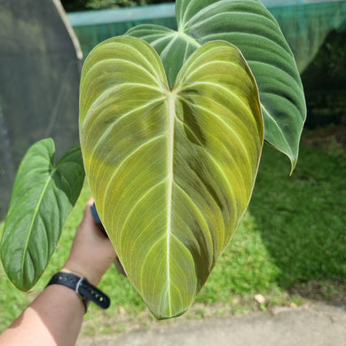 #226 Philodendron Glorious