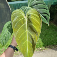 Load image into Gallery viewer, #226 Philodendron Glorious