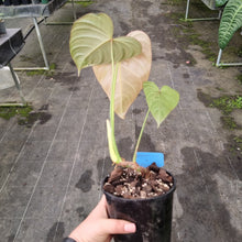 Load image into Gallery viewer, #226 Philodendron Glorious