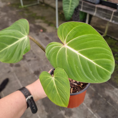 #7 Philodendron Gloriosum