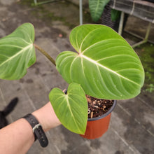 Load image into Gallery viewer, #7 Philodendron Gloriosum