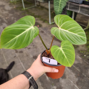 #7 Philodendron Gloriosum