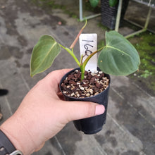 Load image into Gallery viewer, #160 Philodendron Lupinum