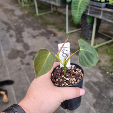 Load image into Gallery viewer, #160 Philodendron Lupinum