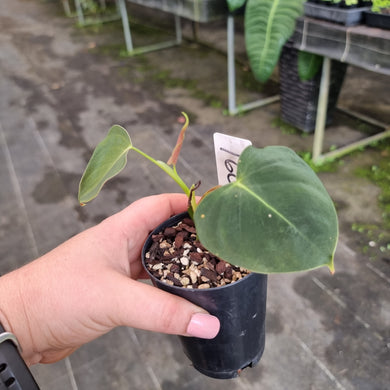 #160 Philodendron Lupinum