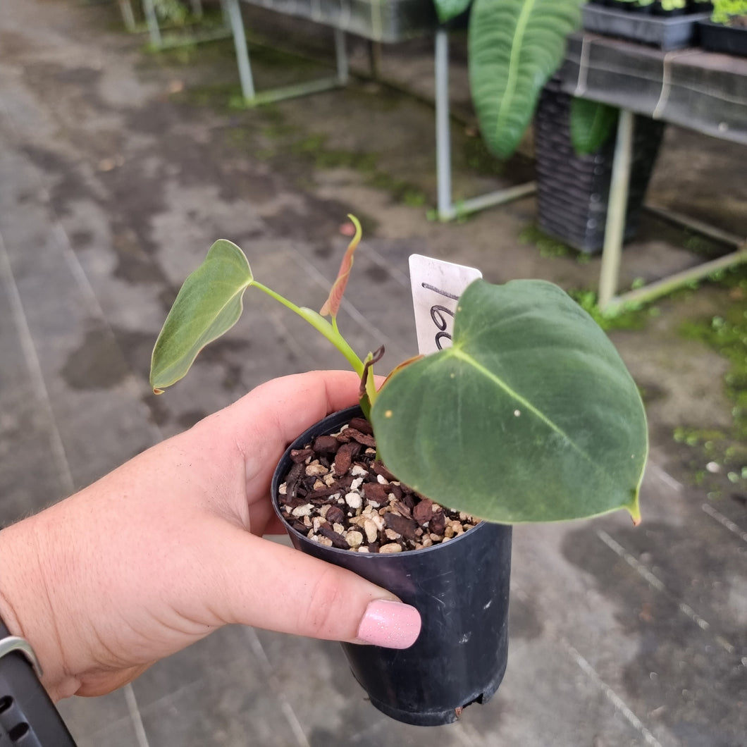 #160 Philodendron Lupinum