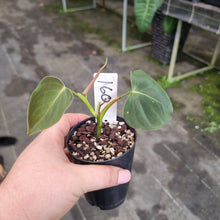 Load image into Gallery viewer, #160 Philodendron Lupinum
