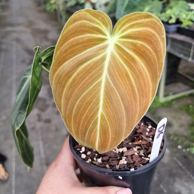 #D6 Philodendron Melanochrysum