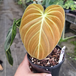 #D6 Philodendron Melanochrysum