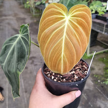 Load image into Gallery viewer, #D6 Philodendron Melanochrysum