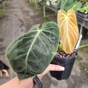 #D6 Philodendron Melanochrysum