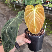 Load image into Gallery viewer, #D6 Philodendron Melanochrysum
