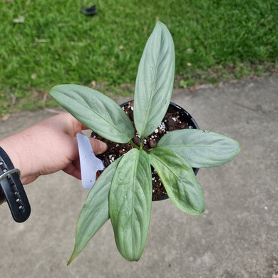 #48 Aglaonema Alumina / Sterling Silver