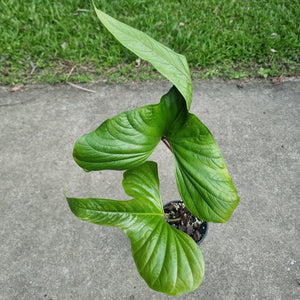 #45 Anthurium Bogotense