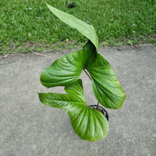 Load image into Gallery viewer, #45 Anthurium Bogotense