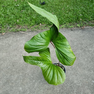 #45 Anthurium Bogotense