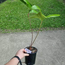 Load image into Gallery viewer, #45 Anthurium Bogotense