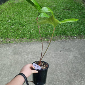 #45 Anthurium Bogotense