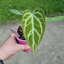 Load image into Gallery viewer, #106 Anthurium Crystallinum x