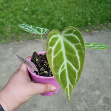 Load image into Gallery viewer, #106 Anthurium Crystallinum x