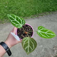 Load image into Gallery viewer, #106 Anthurium Crystallinum x