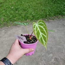 Load image into Gallery viewer, #106 Anthurium Crystallinum x