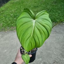 Load image into Gallery viewer, #144 Philodendron Pastazanum x Gloriosum