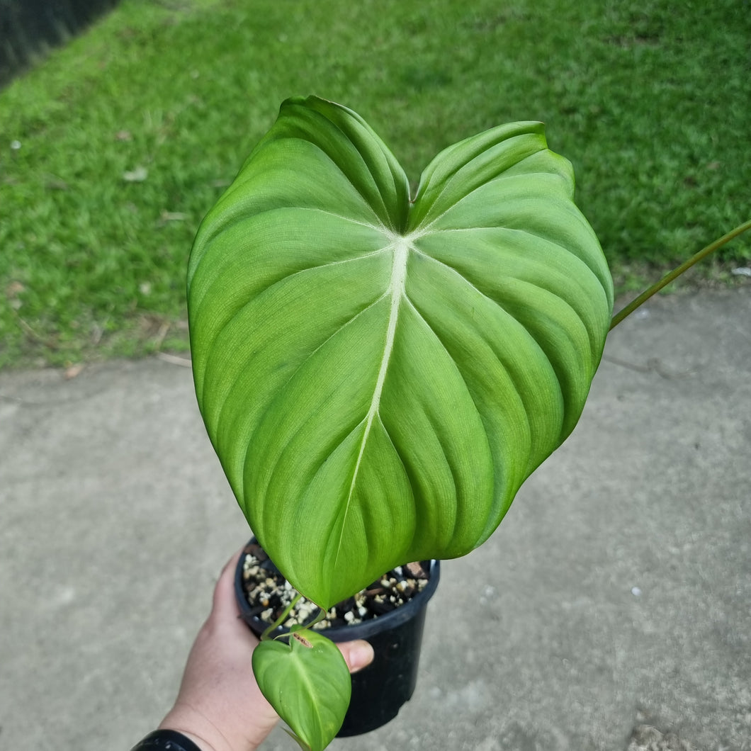 #144 Philodendron Pastazanum x Gloriosum