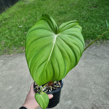 Load image into Gallery viewer, #144 Philodendron Pastazanum x Gloriosum