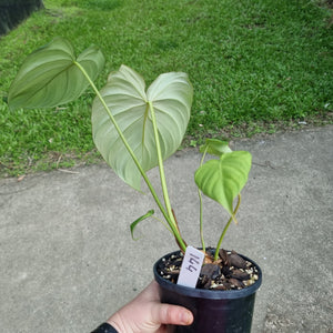 #144 Philodendron Pastazanum x Gloriosum