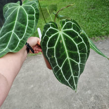 Load image into Gallery viewer, #151 Large Anthurium Crystallinum x