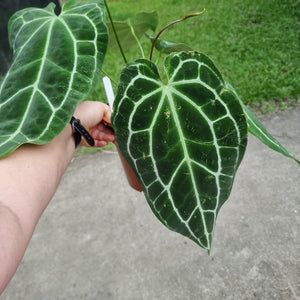 #151 Large Anthurium Crystallinum x