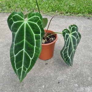 #151 Large Anthurium Crystallinum x