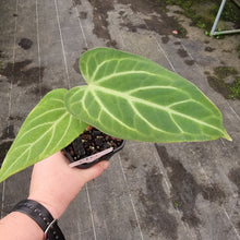 Load image into Gallery viewer, #114 Anthurium Magnificum Hybrid x