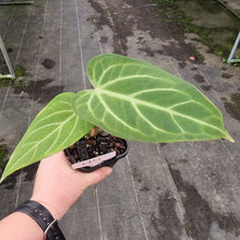 Load image into Gallery viewer, #114 Anthurium Magnificum Hybrid x