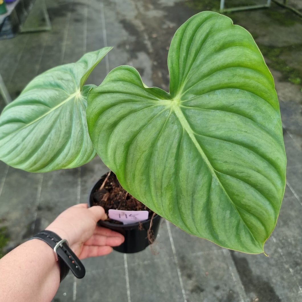 #115 Philodendron Pastazanum