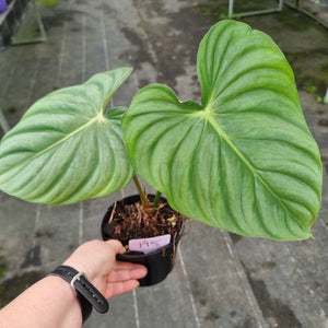 #115 Philodendron Pastazanum