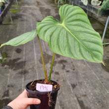 Load image into Gallery viewer, #115 Philodendron Pastazanum