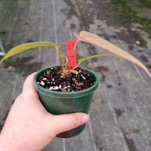 Load image into Gallery viewer, #231 Anthurium (Black Sensation x) x (Papillilaminum x Dressleri)