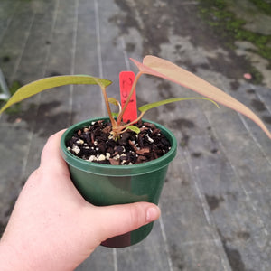 #231 Anthurium (Black Sensation x) x (Papillilaminum x Dressleri)