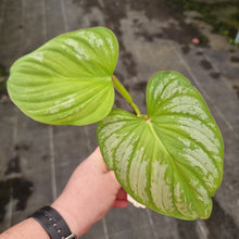 Load image into Gallery viewer, #237 Philodendron Silver Cloud