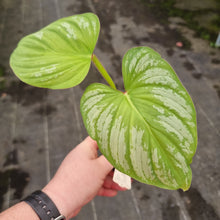 Load image into Gallery viewer, #237 Philodendron Silver Cloud