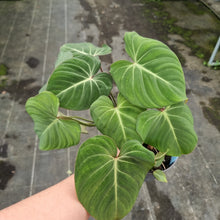 Load image into Gallery viewer, #212 Three x Headed Philodendron Gloriosum